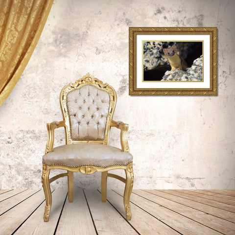 Short-tailed weasel Gold Ornate Wood Framed Art Print with Double Matting by Archer, Ken
