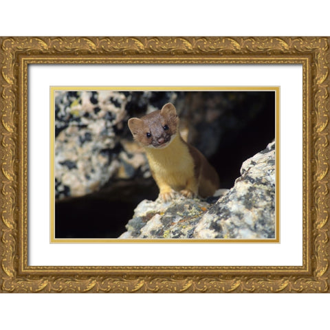 Short-tailed weasel Gold Ornate Wood Framed Art Print with Double Matting by Archer, Ken
