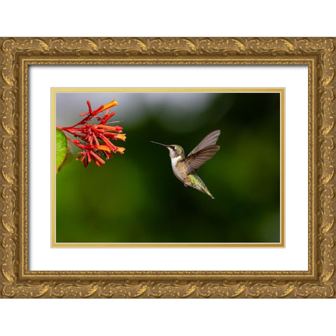 Black-chinned Hummingbird-Archilochus alexandri-feeding Gold Ornate Wood Framed Art Print with Double Matting by Ditto, Larry