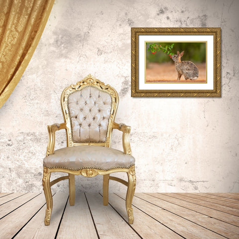 Eastern Cottontail-Sylvilagus floridanus-feeding Gold Ornate Wood Framed Art Print with Double Matting by Ditto, Larry