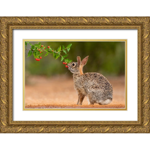 Eastern Cottontail-Sylvilagus floridanus-feeding Gold Ornate Wood Framed Art Print with Double Matting by Ditto, Larry
