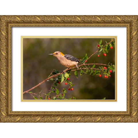 Golden-fronted Woodpecker-Melanerpes aurifrons-perched Gold Ornate Wood Framed Art Print with Double Matting by Ditto, Larry