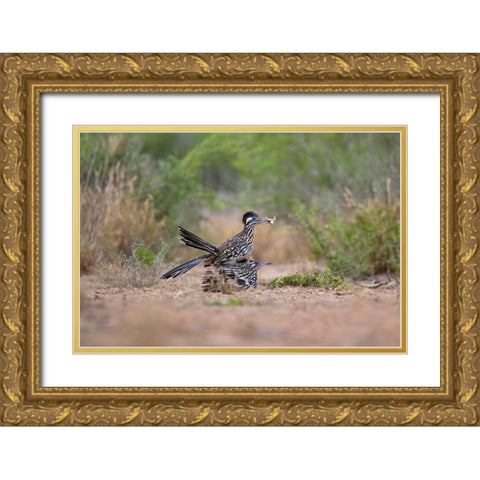 Greater Roadrunner-Geococcyx californianus-copulating Gold Ornate Wood Framed Art Print with Double Matting by Ditto, Larry