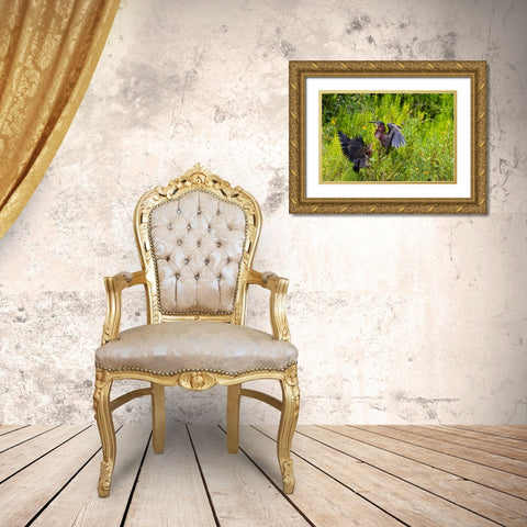Green Heron-Butorides virescens-feeding time Gold Ornate Wood Framed Art Print with Double Matting by Ditto, Larry