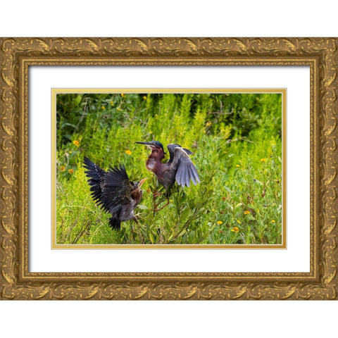 Green Heron-Butorides virescens-feeding time Gold Ornate Wood Framed Art Print with Double Matting by Ditto, Larry