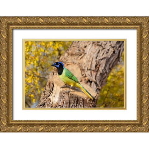Green Jay-Cyanocorax yncas-perched Gold Ornate Wood Framed Art Print with Double Matting by Ditto, Larry
