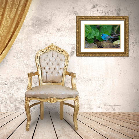 Indigo Bunting-Passerina cyanea-foraging male Gold Ornate Wood Framed Art Print with Double Matting by Ditto, Larry
