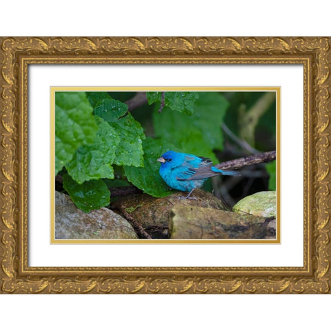 Indigo Bunting-Passerina cyanea-foraging male Gold Ornate Wood Framed Art Print with Double Matting by Ditto, Larry