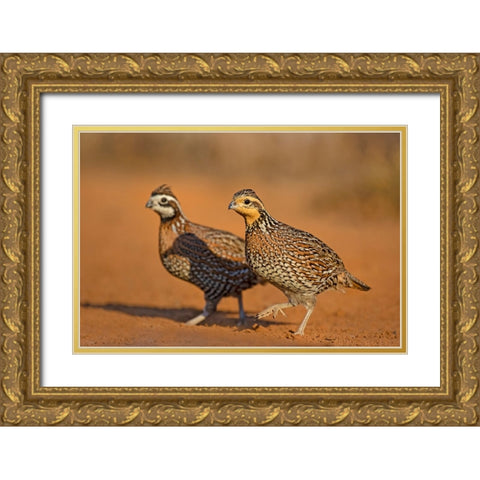 Northern Bobwhite-Colinus virginianus-pair Gold Ornate Wood Framed Art Print with Double Matting by Ditto, Larry