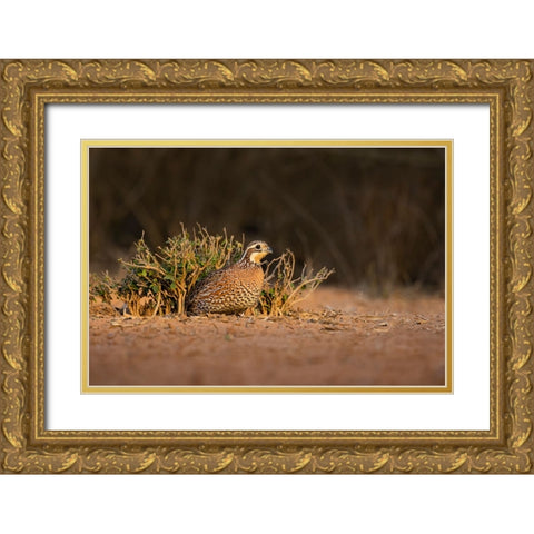 Northern Bobwhite-Colinus virginianus-female hiding Gold Ornate Wood Framed Art Print with Double Matting by Ditto, Larry