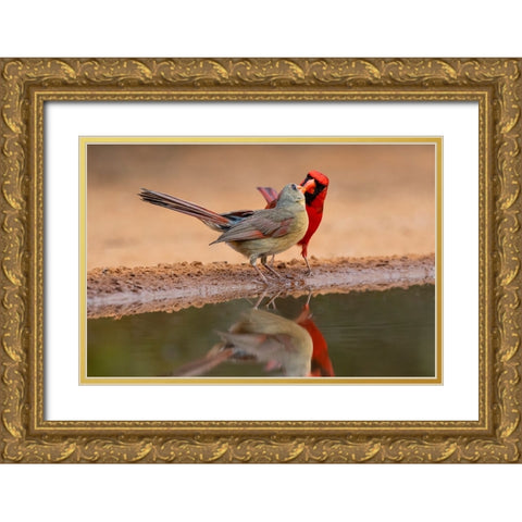 Northern Cardinals-Texas-USA Gold Ornate Wood Framed Art Print with Double Matting by Ditto, Larry