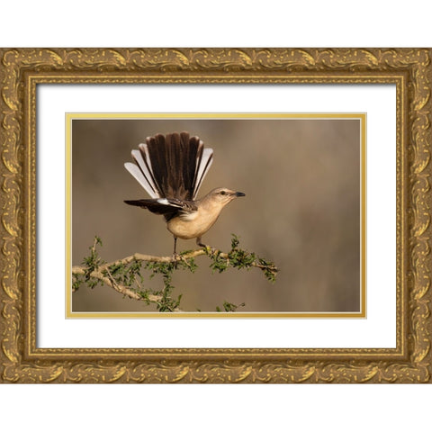 Northern Mockingbird-Mimus polyglottos-perched Gold Ornate Wood Framed Art Print with Double Matting by Ditto, Larry