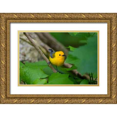 Prothonotary Warbler-Prothonotary citrea-flying Gold Ornate Wood Framed Art Print with Double Matting by Ditto, Larry