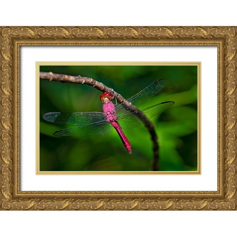 Red-tailed Pennant-Brachymesia furcata-resting on perch Gold Ornate Wood Framed Art Print with Double Matting by Ditto, Larry