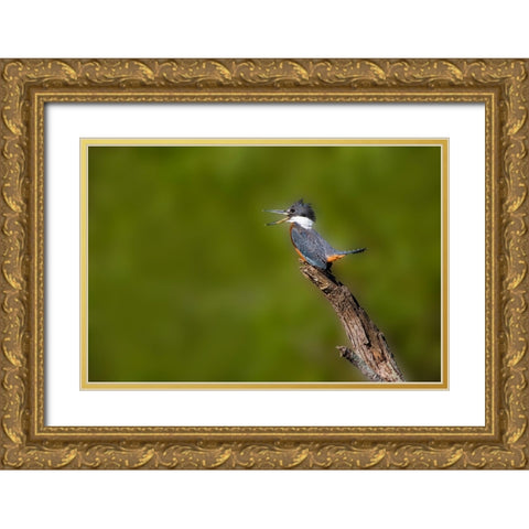 Ringed Kingfisher-Megaceryle torquata-male Gold Ornate Wood Framed Art Print with Double Matting by Ditto, Larry