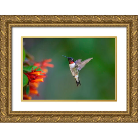 Ruby-throated Hummingbird-Archilochus colubris-flying Gold Ornate Wood Framed Art Print with Double Matting by Ditto, Larry