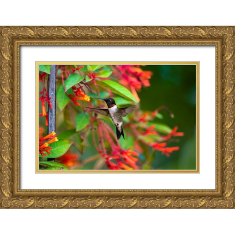 Ruby-throated Hummingbird-Archilochus colubris-hovering Gold Ornate Wood Framed Art Print with Double Matting by Ditto, Larry