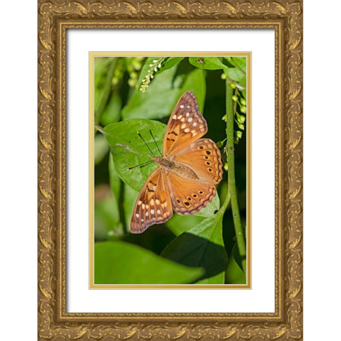 Tawny Emperor-Asterocampa clyton-sunning Gold Ornate Wood Framed Art Print with Double Matting by Ditto, Larry