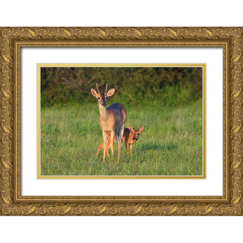 White-tailed Deer-Colinus virginianus-in grassy habitat Gold Ornate Wood Framed Art Print with Double Matting by Ditto, Larry