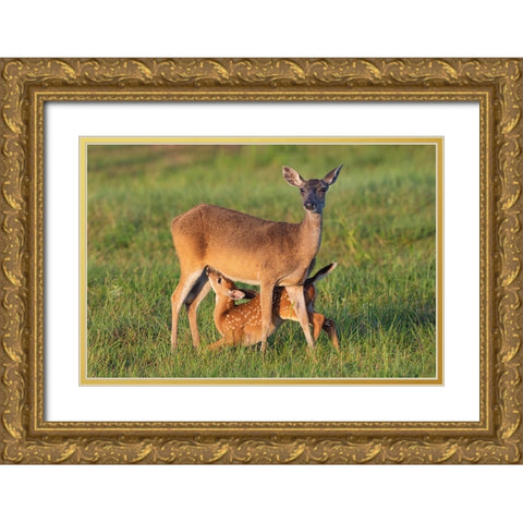 White-tailed Deer-Odocoileus virginianus-female with young Gold Ornate Wood Framed Art Print with Double Matting by Ditto, Larry