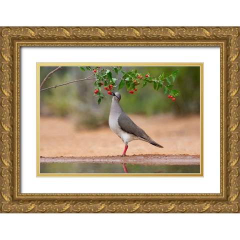 White-tipped Dove-Leptotila verreauxi-feeding on Manzanita fruits Gold Ornate Wood Framed Art Print with Double Matting by Ditto, Larry