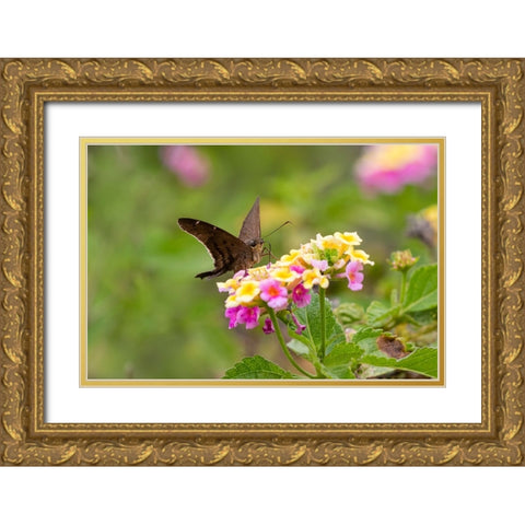 Brown longtail nectaring at lantana blooms Gold Ornate Wood Framed Art Print with Double Matting by Ditto, Larry