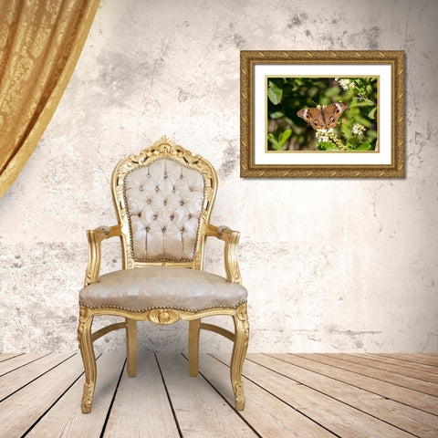 Common buckeye butterfly nectaring Gold Ornate Wood Framed Art Print with Double Matting by Ditto, Larry