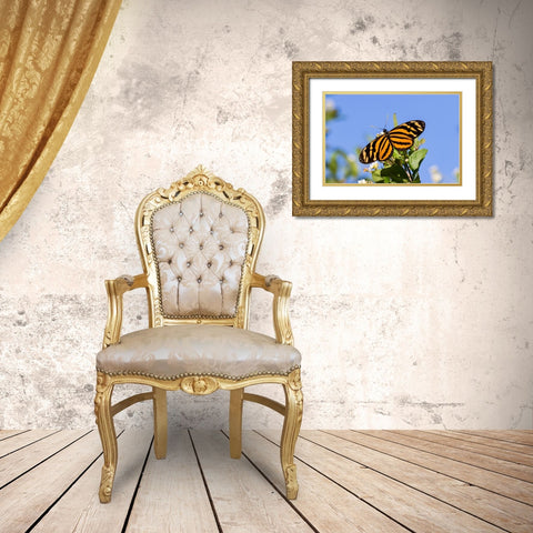Isabellas Heliconian nectaring Gold Ornate Wood Framed Art Print with Double Matting by Ditto, Larry