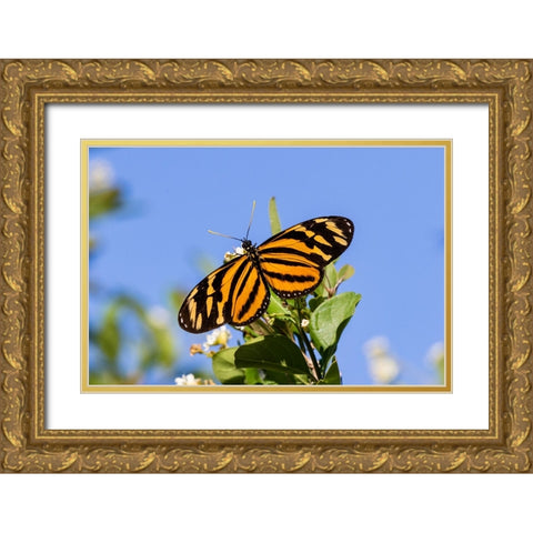 Isabellas Heliconian nectaring Gold Ornate Wood Framed Art Print with Double Matting by Ditto, Larry