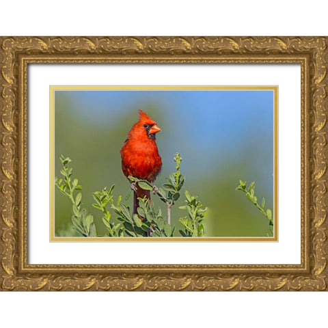 Northern cardinal- male perched in Texas Persimmon bush- southwest Texas. Gold Ornate Wood Framed Art Print with Double Matting by Ditto, Larry