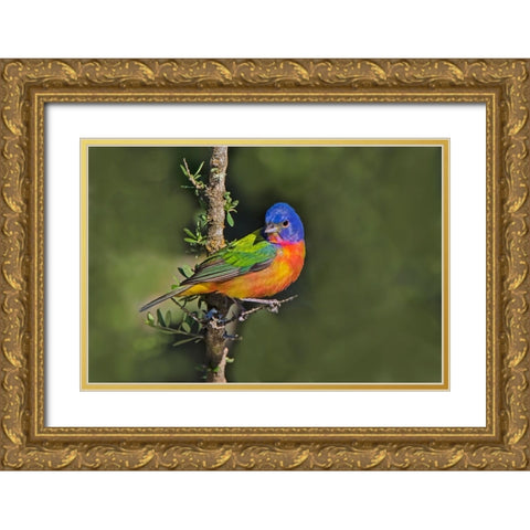 Painted bunting foraging in brush country near the Rio Grande- Texas. Gold Ornate Wood Framed Art Print with Double Matting by Ditto, Larry