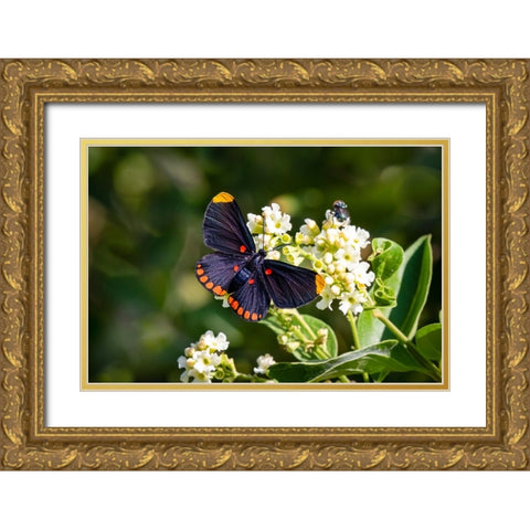Red-bordered pixie butterfly - National Butterfly Center- Mission- Texas. Gold Ornate Wood Framed Art Print with Double Matting by Ditto, Larry