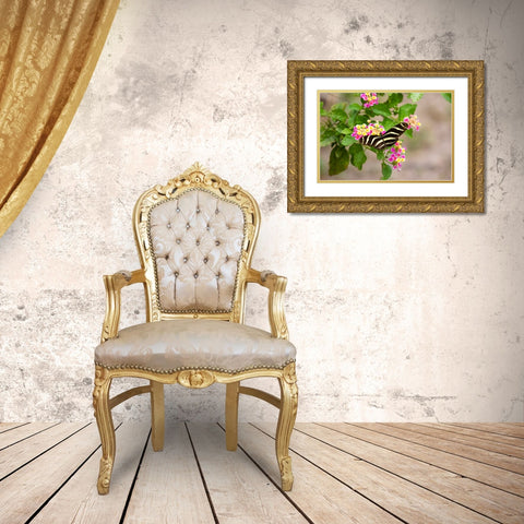 Zebra Heliconian feeding Gold Ornate Wood Framed Art Print with Double Matting by Ditto, Larry