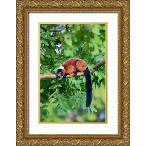 Red-ruffed lemur seeks refuge in a tree Gold Ornate Wood Framed Art Print with Double Matting by Richardson, Larry