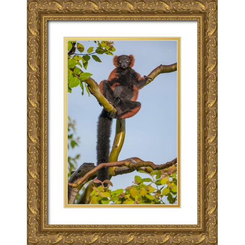 Red-ruffed lemurs relax in a tree Gold Ornate Wood Framed Art Print with Double Matting by Richardson, Larry