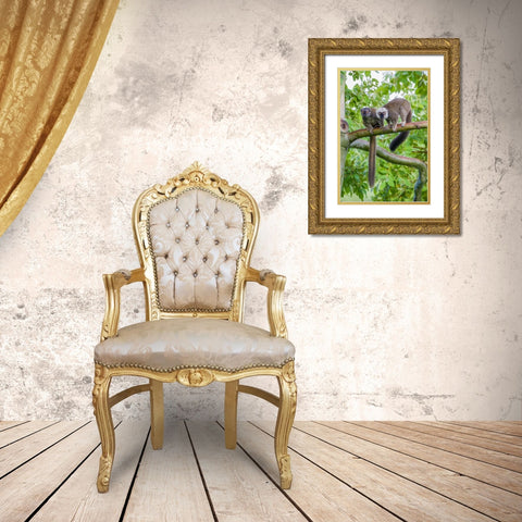 Arboreal white-fronted brown lemurs take refuge in a tree Gold Ornate Wood Framed Art Print with Double Matting by Richardson, Larry