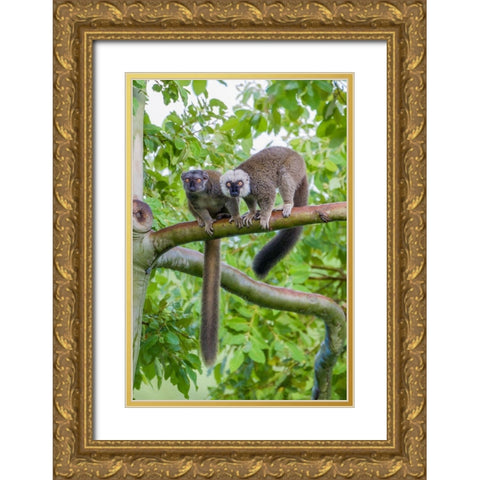 Arboreal white-fronted brown lemurs take refuge in a tree Gold Ornate Wood Framed Art Print with Double Matting by Richardson, Larry