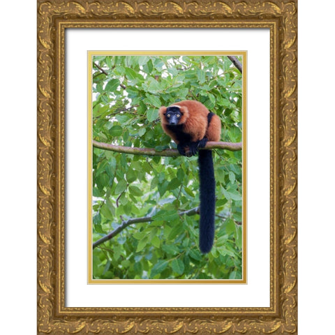 Red-ruffed lemur seeks refuge in a tree Gold Ornate Wood Framed Art Print with Double Matting by Richardson, Larry