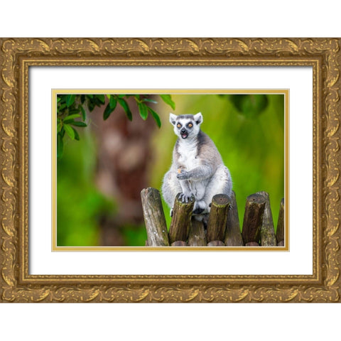 A ring-tailed lemur squats atop a hut-eating Gold Ornate Wood Framed Art Print with Double Matting by Richardson, Larry