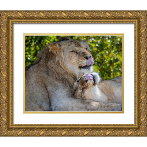 Two young lions trade licks at a local zoo Gold Ornate Wood Framed Art Print with Double Matting by Richardson, Larry