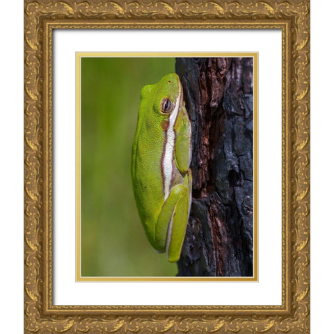 A green treefrog takes refuge among the furrows of bark of a slash pine tree in southern-Florida Gold Ornate Wood Framed Art Print with Double Matting by Richardson, Larry
