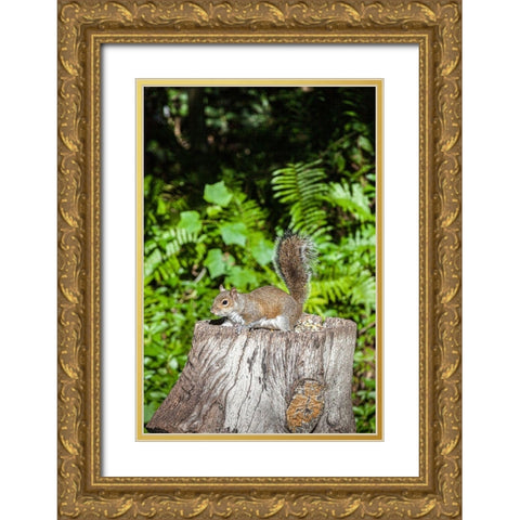 A grey squirrel feeds on bird seeds cached on a tree stump Gold Ornate Wood Framed Art Print with Double Matting by Richardson, Larry