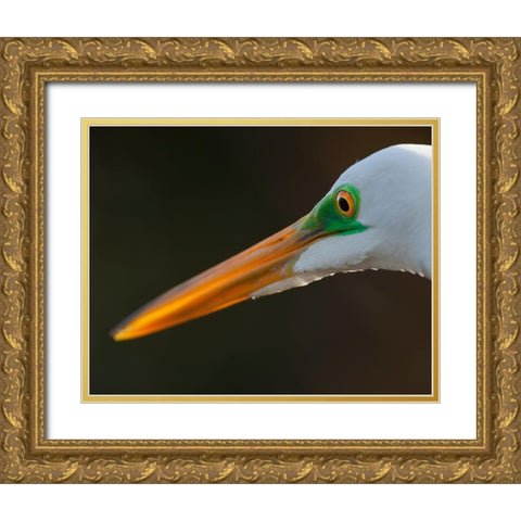 Bright green lores identify a great egret in breeding plumage Gold Ornate Wood Framed Art Print with Double Matting by Richardson, Larry