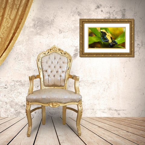 Poison dart frogs are highly poisonous Gold Ornate Wood Framed Art Print with Double Matting by Richardson, Larry
