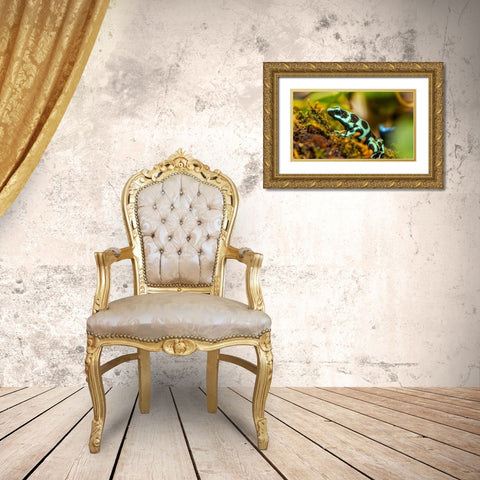 Poison dart frogs are highly poisonous Gold Ornate Wood Framed Art Print with Double Matting by Richardson, Larry
