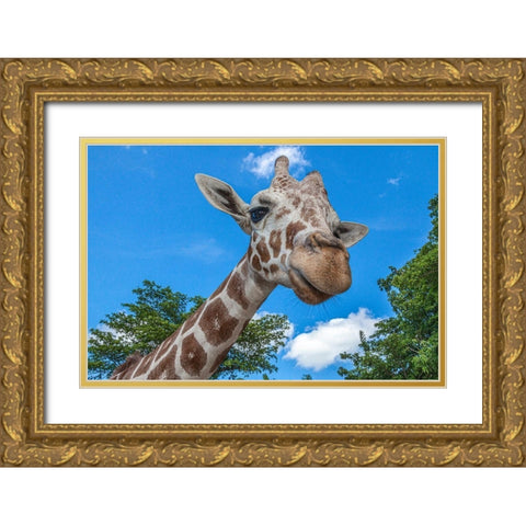 A reticulated giraffes height gives it a downward glance Gold Ornate Wood Framed Art Print with Double Matting by Richardson, Larry