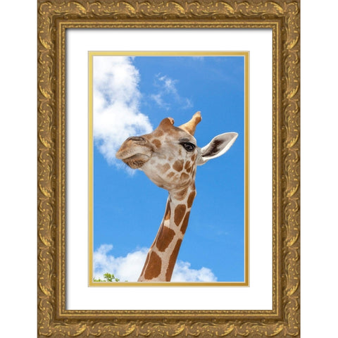 A reticulated giraffes height gives it a downward glance Gold Ornate Wood Framed Art Print with Double Matting by Richardson, Larry