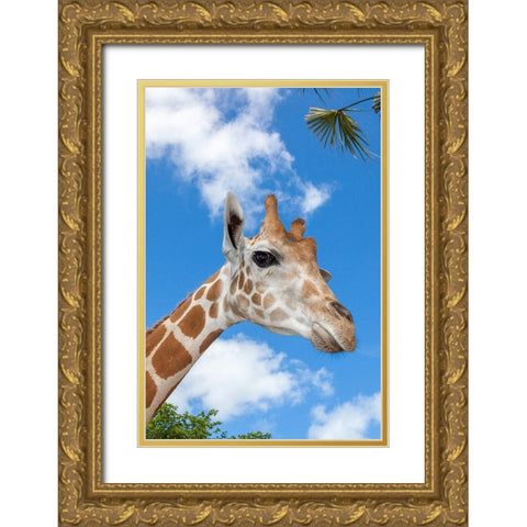 A reticulated giraffes height gives it a downward glance Gold Ornate Wood Framed Art Print with Double Matting by Richardson, Larry
