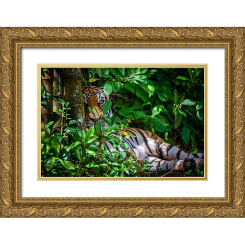 A Malayan tiger maintains a restful vigil Gold Ornate Wood Framed Art Print with Double Matting by Richardson, Larry