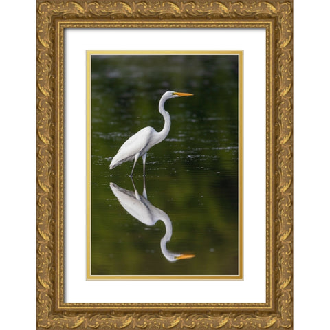 Great Egret-Ardea alba-fishing in wetland Marion County-Illinois Gold Ornate Wood Framed Art Print with Double Matting by Day, Richard and Susan